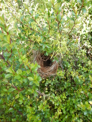 Euplectes capensis capensis