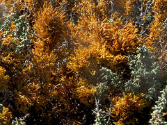 Dufourea flammea
