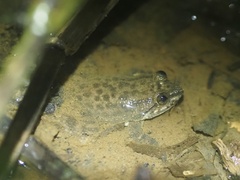 Larut Fanged Frog photo 2