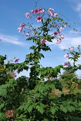 Dahlia imperialis image