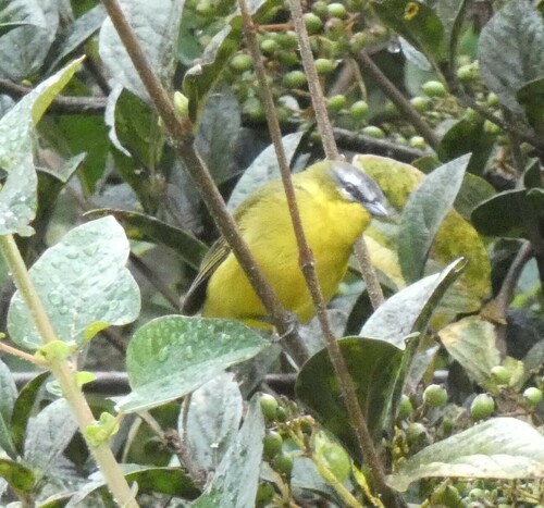 Superciliaried Hemispingus (Thlypopsis superciliaris), photo 4