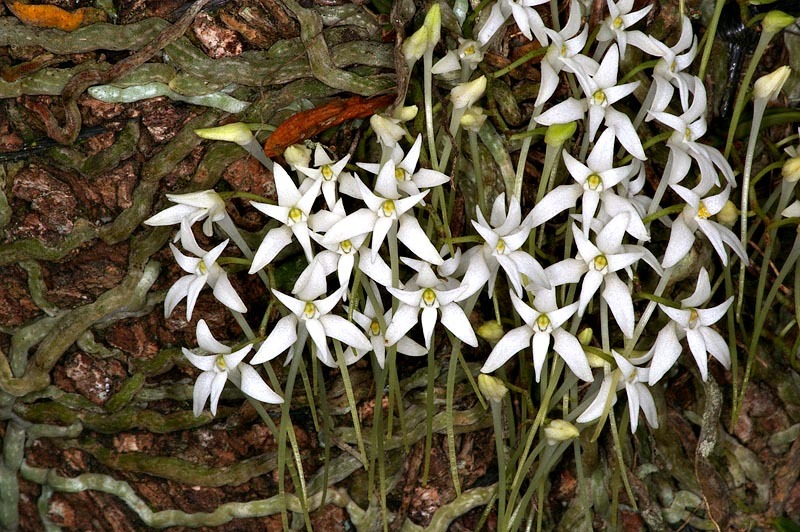 Mystacidium