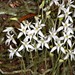 Mystacidium - Photo (c) Linda Loffler,  זכויות יוצרים חלקיות (CC BY-NC), הועלה על ידי Linda Loffler