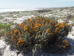 Dufourea flammea