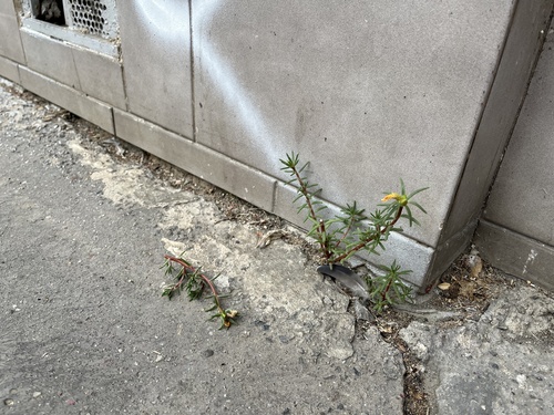 Portulaca grandiflora