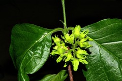 Vangueria bowkeri