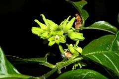 Vangueria bowkeri