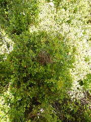 Euplectes capensis capensis