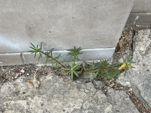 Portulaca grandiflora