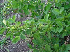 Vangueria macrocalyx