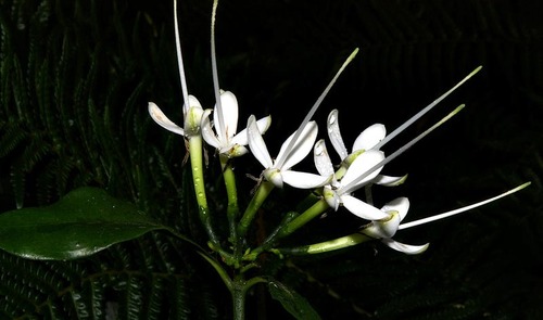 Forest Glandular-Leaved Pavetta (Pavetta galpinii)