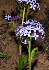 Pentanisia prunelloides