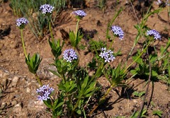 Pentanisia prunelloides
