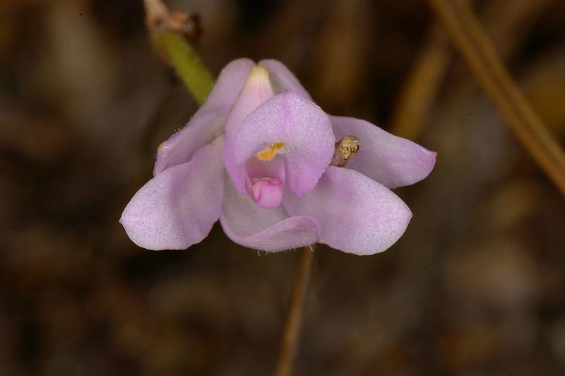 Monkeytail Snout Orchid (Polystachya zuluensis) · iNaturalist Monkeytail Snout Orchid (Polystachya zuluensis) · iNaturalist