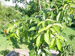 Searsia chirindensis