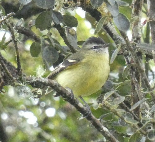 Black-capped Tyrannulet (Tyranniscus nigrocapillus), photo 4