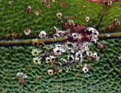Strigula nemathora image