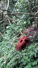 Rafflesia arnoldii