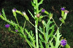 Senecio subrubriflorus