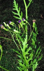 Senecio subrubriflorus