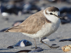 Charadrius marginatus marginatus