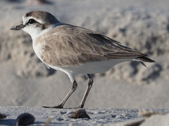 Charadrius marginatus marginatus