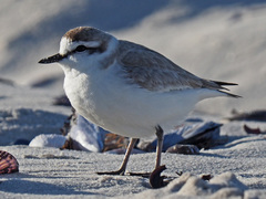 Charadrius marginatus marginatus