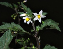 Solanum retroflexum