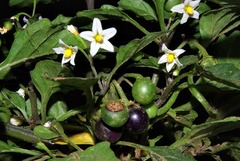 Solanum retroflexum