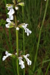 Stachys nigricans