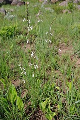 Stachys nigricans