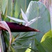 Mountain Bird-of-paradise Flower - Photo (c) Linda Loffler, some rights reserved (CC BY-NC), uploaded by Linda Loffler