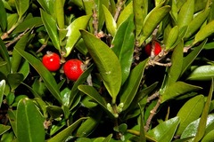 Tricalysia capensis galpinii
