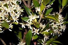 Tricalysia capensis galpinii
