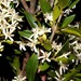 Tricalysia capensis galpinii - Photo (c) Linda Loffler,  זכויות יוצרים חלקיות (CC BY-NC), הועלה על ידי Linda Loffler
