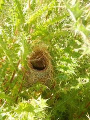 Euplectes capensis capensis