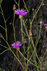 Polydora angustifolia image