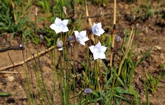 Wahlenbergia krebsii