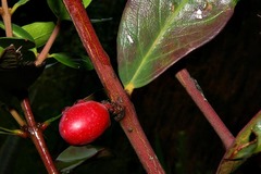 Acokanthera oppositifolia