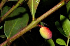 Acokanthera oppositifolia