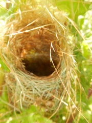 Euplectes capensis capensis