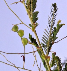 Aeschynomene rehmannii