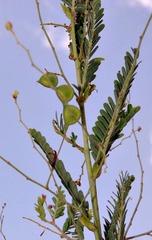 Aeschynomene rehmannii