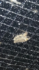 Sordana sordida