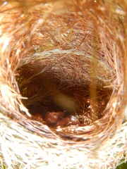 Euplectes capensis capensis