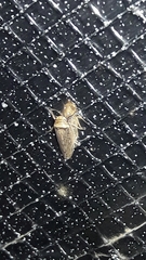 Sordana sordida