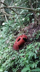 Rafflesia arnoldii