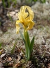 Bearded Irises - Photo (c) Philippe Geniez, some rights reserved (CC BY-NC), uploaded by Philippe Geniez