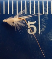 Rytidosperma unarede