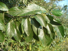 Populus longifolia